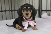 Poppy, a female Miniature Dachshund for sale in Rochester, IN – Photo 1 of 5