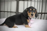Poppy, a female Miniature Dachshund for sale in Rochester, IN – Photo 5 of 5