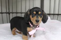 Poppy, a female Miniature Dachshund for sale in Rochester, IN – Photo 2 of 5