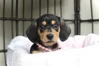 Poppy, a female Miniature Dachshund for sale in Rochester, IN – Photo 3 of 5