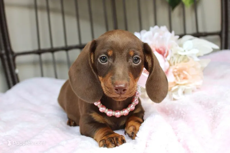 Kit Kat – Miniature Dachshund puppy for sale in Rochester, IN