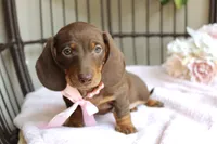 Hershey, a female Miniature Dachshund for sale in Rochester, IN – 7 of 10