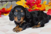 Autumn , a female Miniature Dachshund for sale in Rochester, IN – 3 of 6