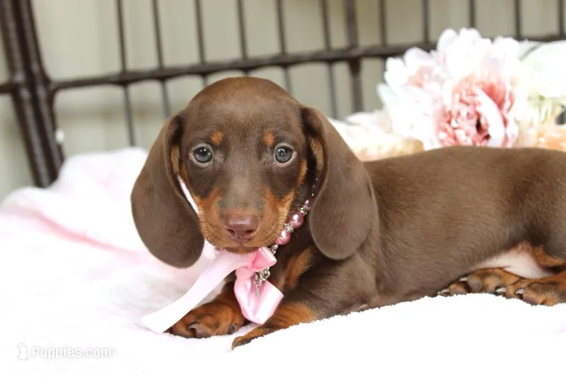 Kit Kat AKC registrable  – Miniature Dachshund puppy for sale in Rochester, IN