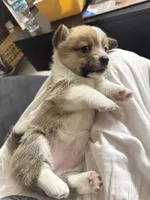 CICI, a female Pembroke Welsh Corgi for sale in Miami, FL – 1 of 5