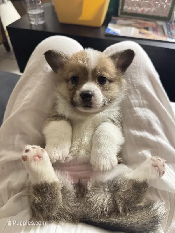 CICI – Pembroke Welsh Corgi puppy for sale in Miami, FL