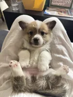 CICI, a female Pembroke Welsh Corgi for sale in Miami, FL – 3 of 5