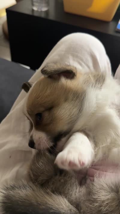 CICI, a female Pembroke Welsh Corgi for sale in Miami, FL – 5 of 5