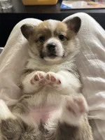 CICI, a female Pembroke Welsh Corgi for sale in Miami, FL – 2 of 5