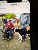 Ego, a male Great Dane for sale in Fort Payne, AL – 5 of 5