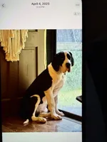 Ego, a male Great Dane for sale in Fort Payne, AL – 4 of 5