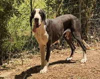 Nori, a female Great Dane for sale in Fort Payne, AL – 2 of 2