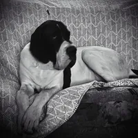 Tempest , a female Great Dane for sale in Fort Payne, AL – 2 of 4