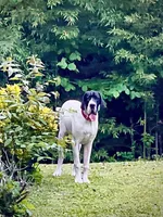 Tempest , a female Great Dane for sale in Fort Payne, AL – 4 of 4