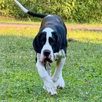 Ego, a male Great Dane for sale in Fort Payne, AL – 1 of 5