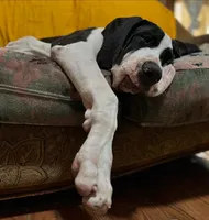 Ego, a male Great Dane for sale in Fort Payne, AL – 2 of 5
