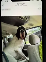 Tempest , a female Great Dane for sale in Fort Payne, AL – 3 of 4