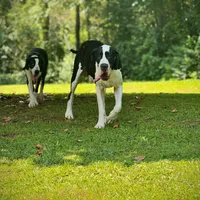 Ego, a male Great Dane for sale in Fort Payne, AL – 3 of 5