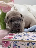 Pickle, a male Cane Corso for sale in Birch Tree, MO – Photo 5 of 7
