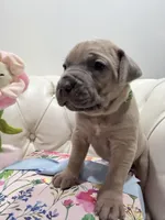 Pickle, a male Cane Corso for sale in Birch Tree, MO – Photo 7 of 7