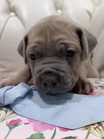 Pickle, a male Cane Corso for sale in Birch Tree, MO – Photo 2 of 7