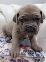 Pickle, a male Cane Corso for sale in Birch Tree, MO – Photo 4 of 7