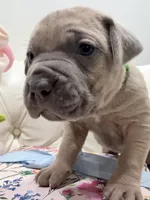 Pickle, a male Cane Corso for sale in Birch Tree, MO – Photo 6 of 7