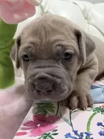 Pickle, a male Cane Corso for sale in Birch Tree, MO – Photo 3 of 7