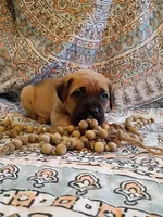 Fluffy, a male Cane Corso for sale in Birch Tree, MO – Photo 3 of 5