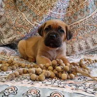Fluffy, a male Cane Corso for sale in Birch Tree, MO – Photo 4 of 5