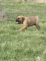 Fluffy, a male Cane Corso for sale in Birch Tree, MO – Photo 3 of 5