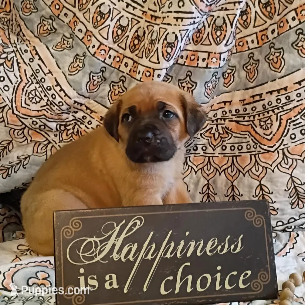 Fluffy, a male Cane Corso for sale in Birch Tree, MO – Photo 5 of 5