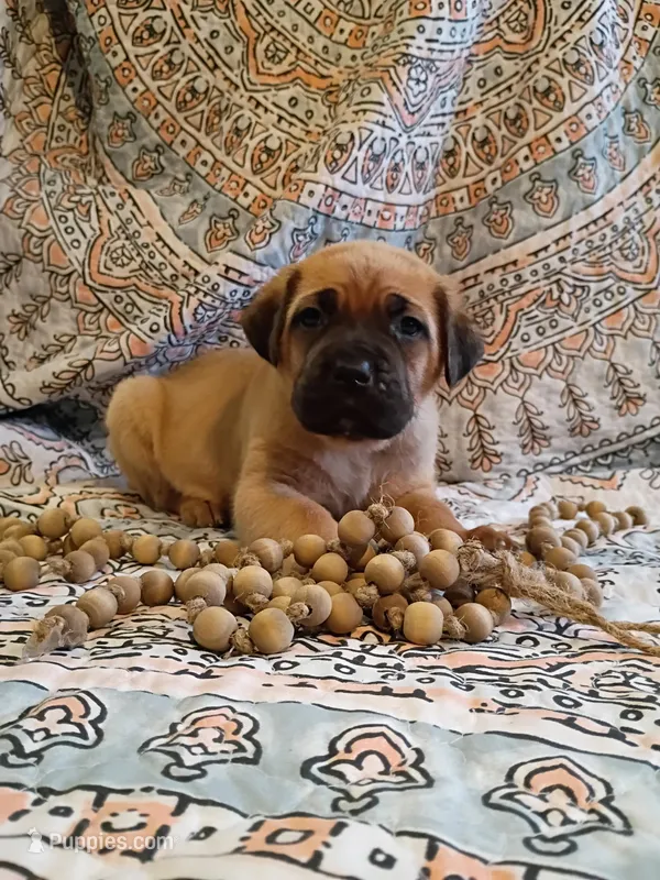 Fluffy, a male Cane Corso for sale in Birch Tree, MO – Photo 1 of 5