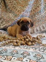 Fluffy, a male Cane Corso for sale in Birch Tree, MO – Photo 1 of 5