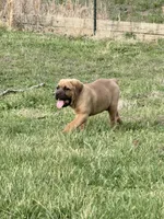 Fluffy, a male Cane Corso for sale in Birch Tree, MO – Photo 2 of 5