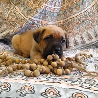 Fluffy, a male Cane Corso for sale in Birch Tree, MO – Photo 5 of 5