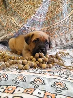 Fluffy, a male Cane Corso for sale in Birch Tree, MO – Photo 2 of 5