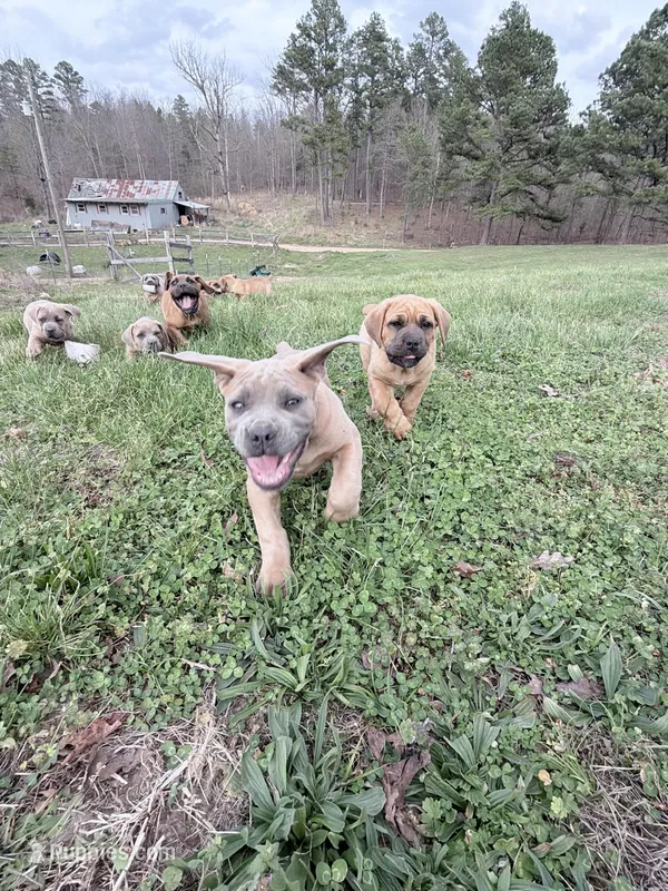 Fluffy – Cane Corso puppy for sale in Birch Tree, MO