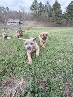 Fluffy, a male Cane Corso for sale in Birch Tree, MO – Photo 1 of 5