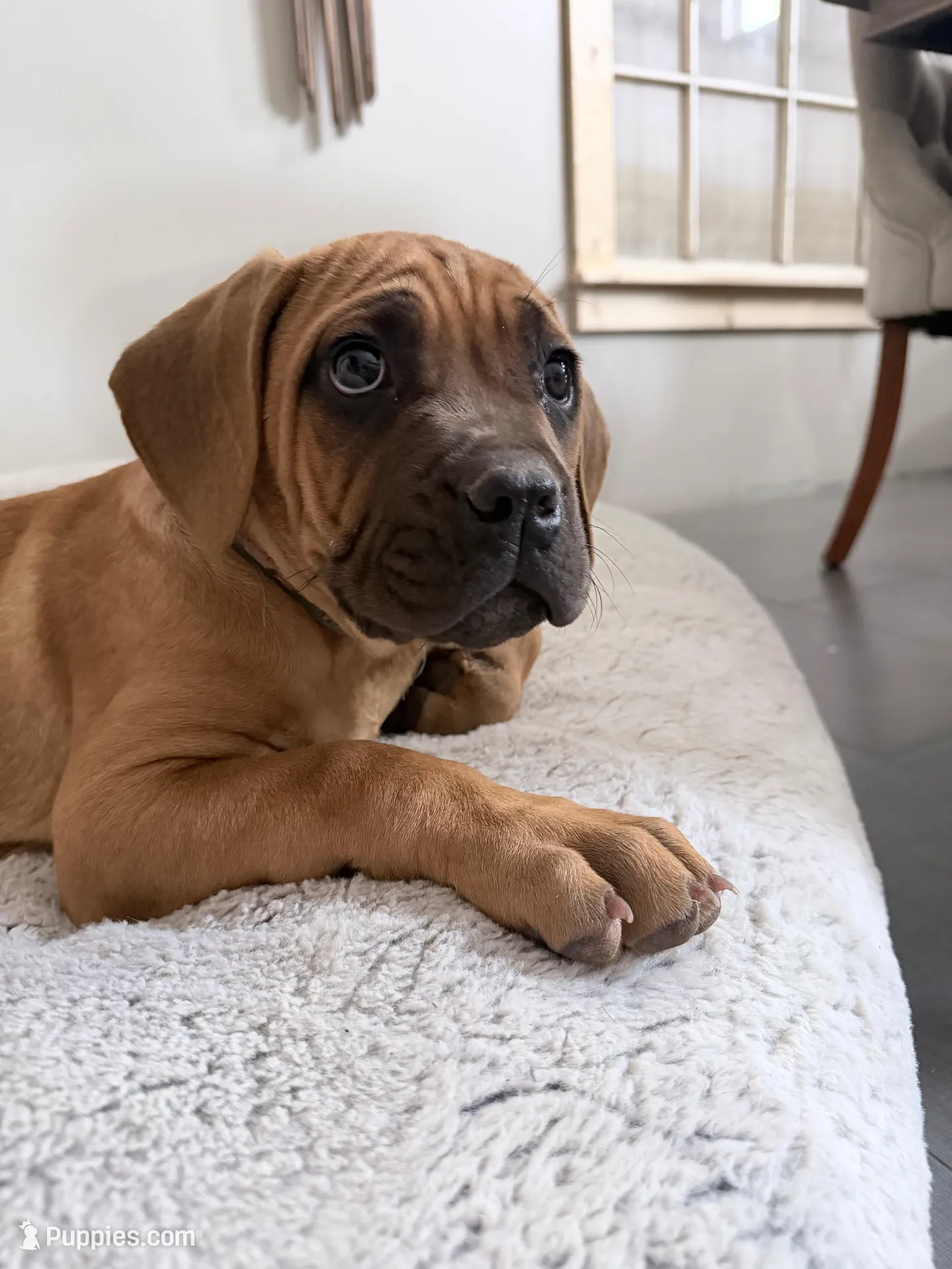 Teale – Cane Corso puppy for sale in Birch Tree, MO