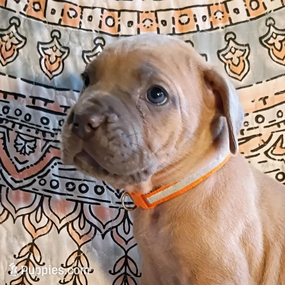 Monkey, a female Cane Corso for sale in Birch Tree, MO – Photo 4 of 4