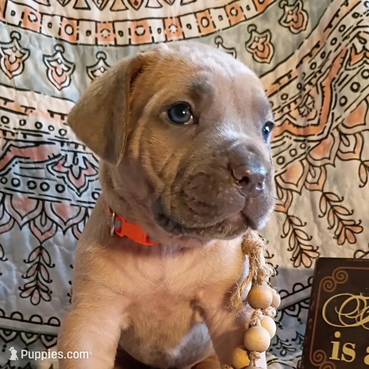 Monkey, a female Cane Corso for sale in Birch Tree, MO – Photo 1 of 4