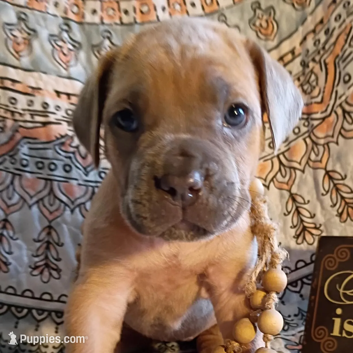 Monkey, a female Cane Corso for sale in Birch Tree, MO – Photo 3 of 4