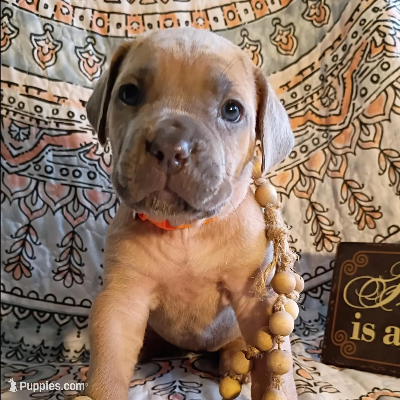 Monkey, a female Cane Corso for sale in Birch Tree, MO – Photo 2 of 4