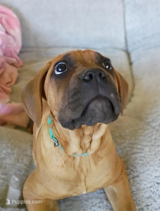 Teale – Cane Corso puppy for sale in Birch Tree, MO