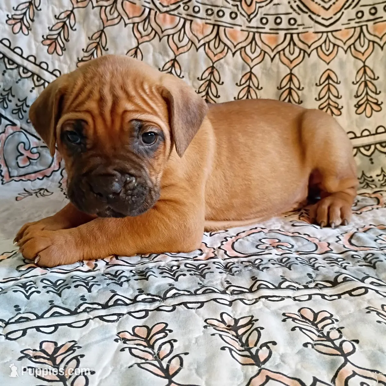 Teale, a female Cane Corso for sale in Birch Tree, MO – Photo 1 of 3