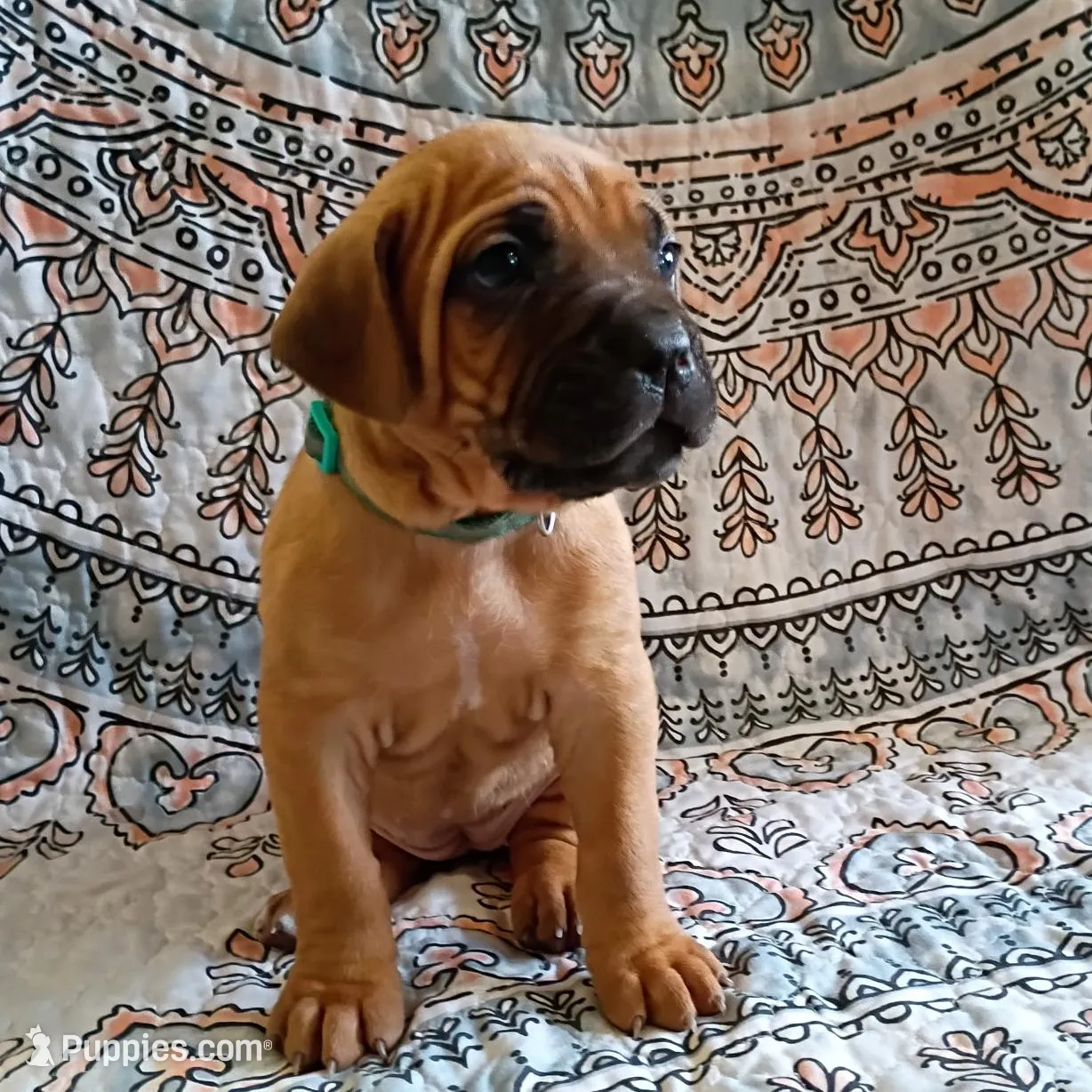 Teale, a female Cane Corso for sale in Birch Tree, MO – Photo 3 of 3