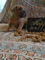 Hulk, a male Cane Corso for sale in Birch Tree, MO – Photo 3 of 5