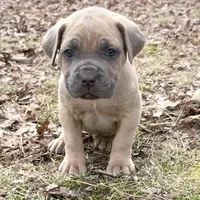 Hulk, a male Cane Corso for sale in Birch Tree, MO – Photo 4 of 4