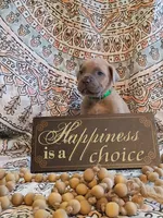 Hulk, a male Cane Corso for sale in Birch Tree, MO – Photo 5 of 5